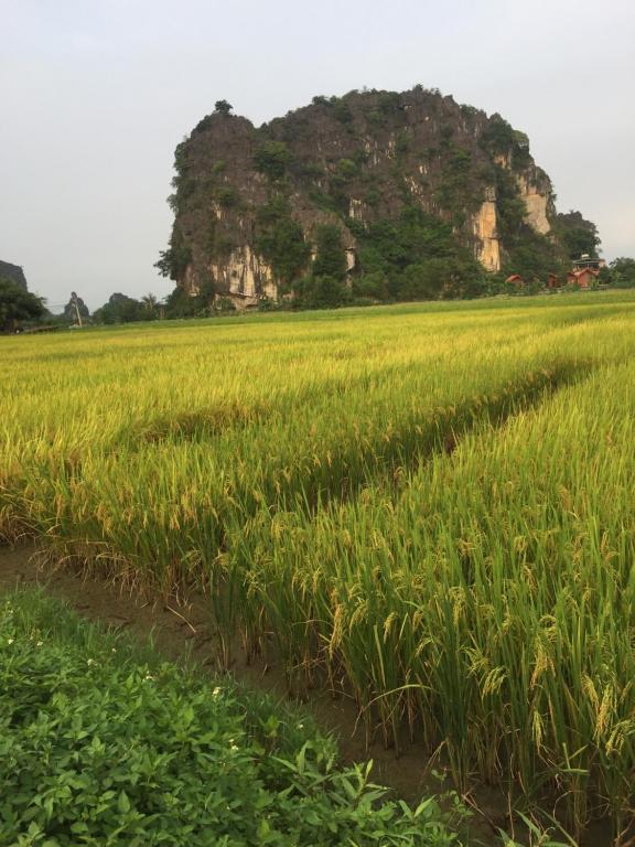 Tam Coc Heart Homestay