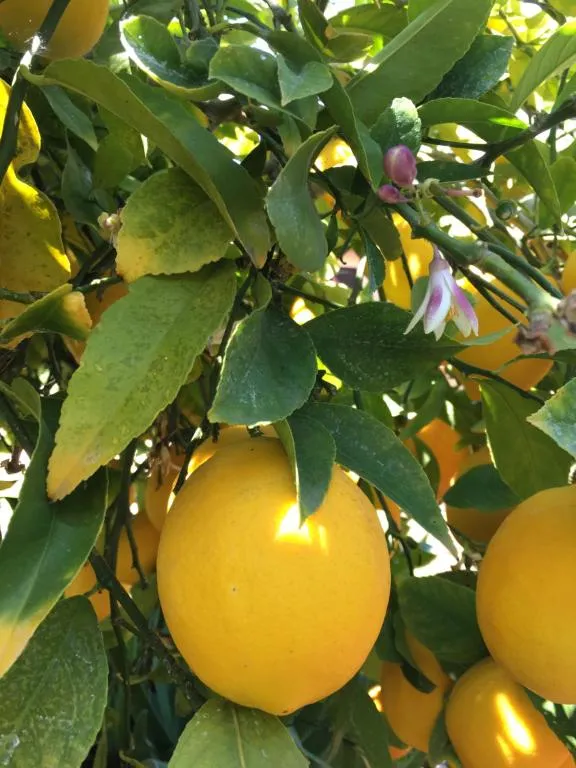 LEMON TREE, Trogir, Croaţia