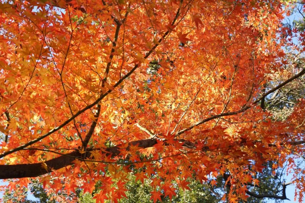 JAPANING Senkyu, Kyoto, Japonia