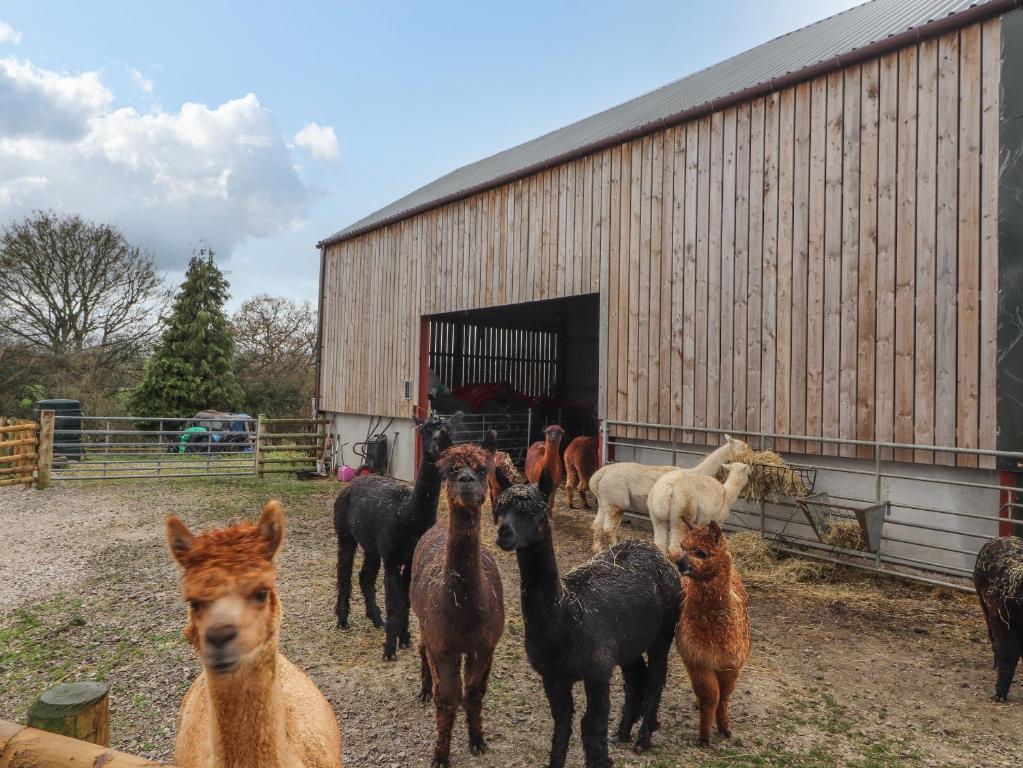 Colomendy Alpaca Farm - Coach House