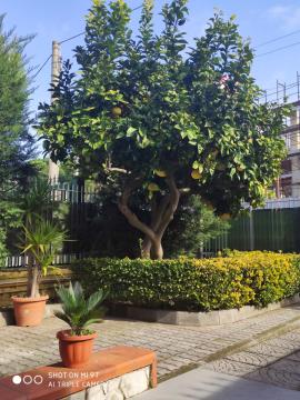 I colori del Vesuvio