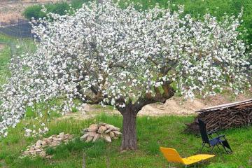 Casa di campagna Il melo tra vigne e noccioli.