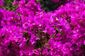 La bougainvillea 2
