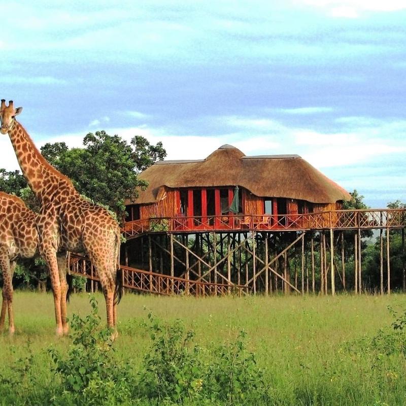 Pezulu Tree House Lodge