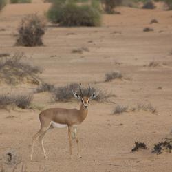 Природный заповедник Аль-Маха, Муркваб
