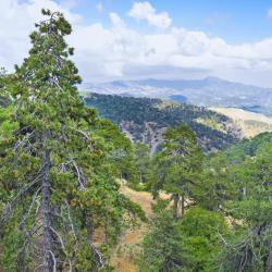 Лесной парк, Платрес